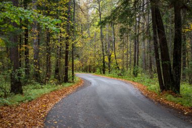 Forest Yolu. Asfalt şerit ağaçlar arasında esiyor. Sonbahar ormanı