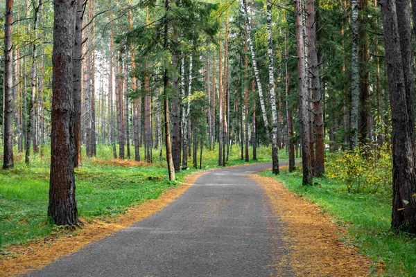 Forest Road Ventos Fita Asfalto Entre Árvores Floresta Outono — Fotografia de Stock