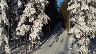 Hava fotoğrafçılığı. Kayakçılar karlı bir ormanda biaton pisti boyunca koşarlar. Yukarıdan görüntüle