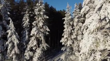 Hava fotoğrafçılığı. Kayakçılar karlı bir ormanda biaton pisti boyunca koşarlar. Yukarıdan görüntüle