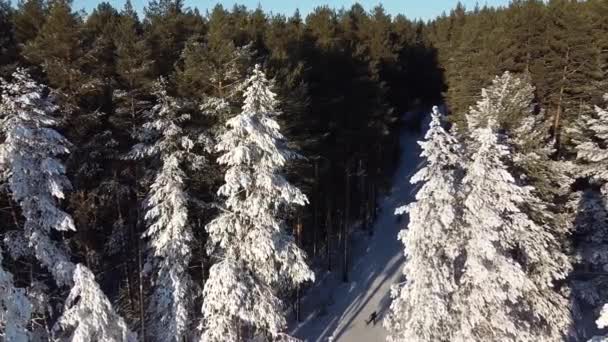 Aerial Photography Skiers Run Biaton Track Snowy Forest View — Stock Video