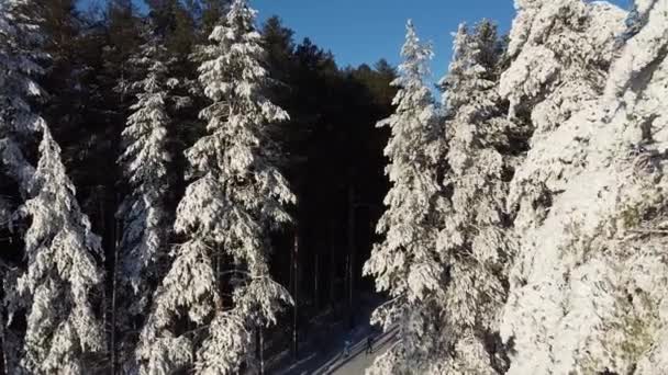 Flygfotografering Skidåkare Springer Längs Biatonbanan Snöig Skog Utsikt Ovanifrån — Stockvideo