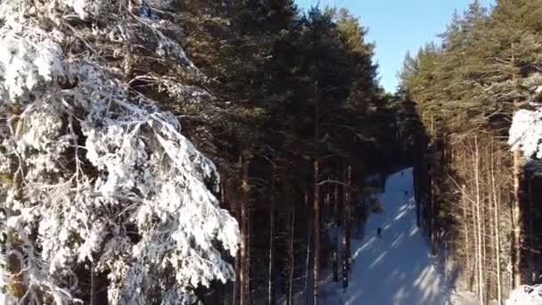 Fotografie Aeriană Schiorii Aleargă Lungul Pârtiei Biaton Într Pădure Înzăpezită — Videoclip de stoc