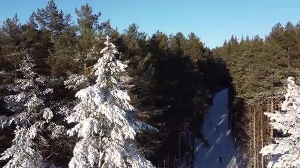 Flygfotografering Snötäckt Tallskog Tallarna Snön Ovanifrån Från Quadcopter — Stockvideo