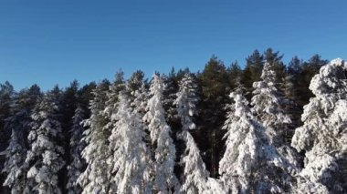 Hava fotoğrafçılığı. Kamera bir çam ormanındaki karla kaplı dalların arasından uçuyor. Bir kuadkopterden en üstteki görünüm