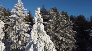 Hava fotoğrafçılığı. Kamera bir çam ormanındaki karla kaplı dalların arasından uçuyor. Bir kuadkopterden en üstteki görünüm
