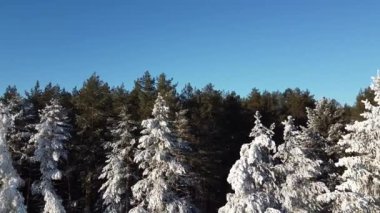Hava fotoğrafçılığı. Kamera bir çam ormanındaki karla kaplı dalların arasından uçuyor. Bir kuadkopterden en üstteki görünüm