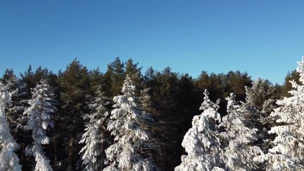 카메라는 소나무 눈덮인 나뭇가지 사이를 다닙니다 쿼드로 터에서 바라본 — 비디오