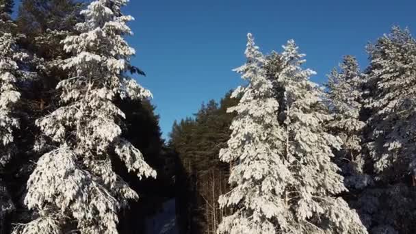 Flygfotografering Kameran Flyger Mellan Träden Snön Ovanifrån Från Quadcopter — Stockvideo
