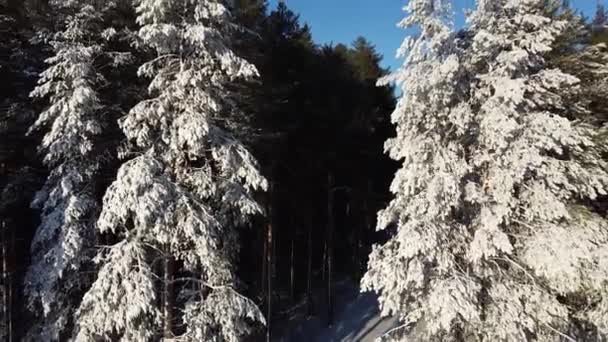 Flygfotografering Kameran Flyger Mellan Träden Snön Ovanifrån Från Quadcopter — Stockvideo