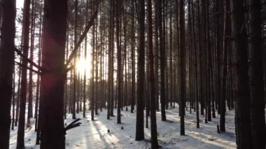 Kışın ağaçların arasından parlayan güneş ışınlarıyla çam ormanı