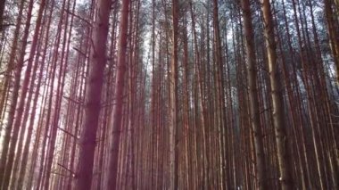 Kışın ağaçların arasından parlayan güneş ışınlarıyla çam ormanı