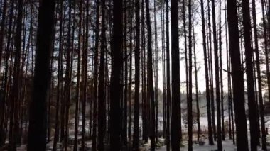 Kışın ağaçların arasından parlayan güneş ışınlarıyla çam ormanı