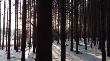 Kışın ağaçların arasından parlayan güneş ışınlarıyla çam ormanı