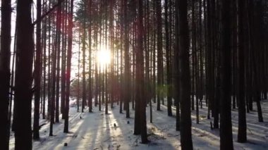 Kışın ağaçların arasından parlayan güneş ışınlarıyla çam ormanı