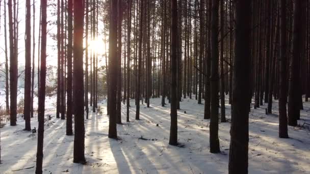 Floresta Pinheiro Inverno Com Raios Sol Brilhando Através Árvores — Vídeo de Stock