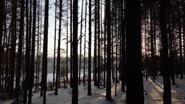 Bosque Pinos Invierno Con Rayos Sol Brillando Entre Los Árboles — Vídeos de Stock