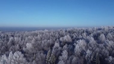 Kardaki ağaçların ve diğerlerinin üst görüntüsü. Güneşli bir kış gününde ormanın üzerinde hava fotoğrafçılığı