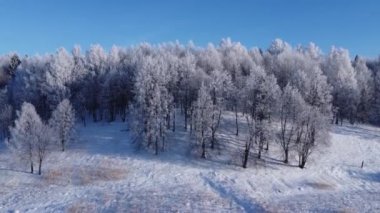 Kardaki ağaçların ve diğerlerinin üst görüntüsü. Güneşli bir kış gününde ormanın üzerinde hava fotoğrafçılığı