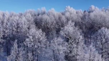 Kardaki ağaçların ve diğerlerinin üst görüntüsü. Güneşli bir kış gününde ormanın üzerinde hava fotoğrafçılığı