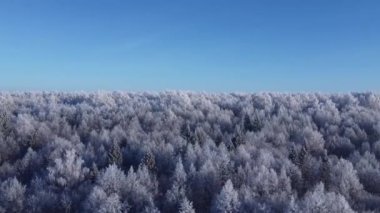 Kardaki ağaçların ve diğerlerinin üst görüntüsü. Güneşli bir kış gününde ormanın üzerinde hava fotoğrafçılığı