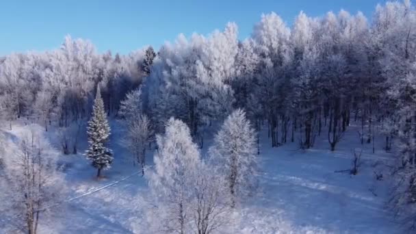 在雪地里的树和其他的树的顶部视图 冬季阳光明媚的一天 空中拍摄森林 — 图库视频影像