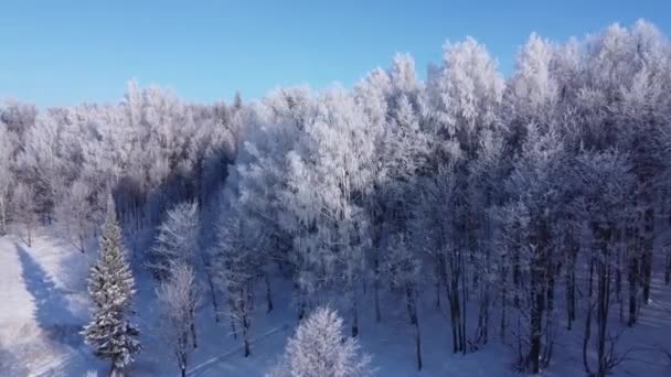 Vedere Sus Copacilor Zăpadă Altele Fotografie Aeriană Peste Pădure Într — Videoclip de stoc