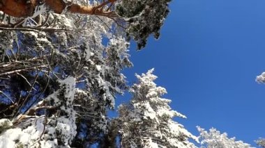 Açık mavi gökyüzü ve karlı bir kış gününde ağaçlar. Çemberdeki kamera hareketi