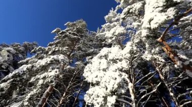 Açık mavi gökyüzü ve karlı bir kış gününde ağaçlar. Çemberdeki kamera hareketi