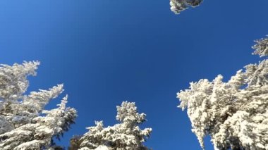 Açık mavi gökyüzü ve karlı bir kış gününde ağaçlar. Çemberdeki kamera hareketi