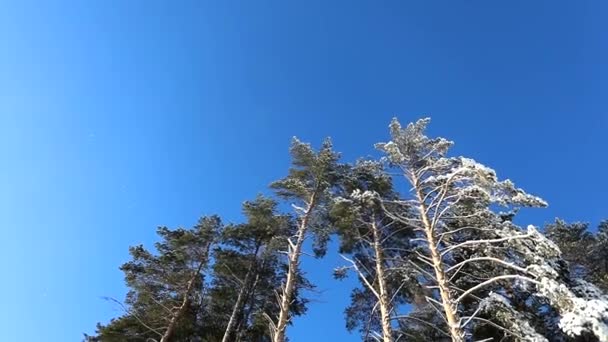 Jasne Błękitne Niebo Drzewa Śniegu Zimowy Mroźny Dzień Ruch Kamery — Wideo stockowe