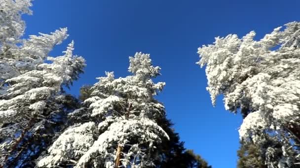 Cielo Azzurro Brillante Alberi Nella Neve Una Giornata Invernale Gelida — Video Stock
