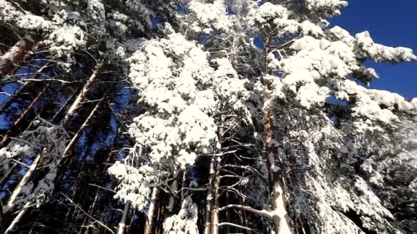 Heldere Blauwe Lucht Bomen Sneeuw Een Koude Winterdag Camera Beweging — Stockvideo