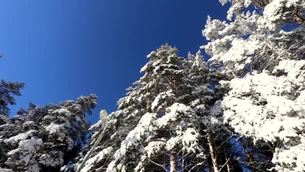 Ljusblå Himmel Och Träd Snön Vinterkylig Dag Kamerarörelse Cirkel — Stockvideo