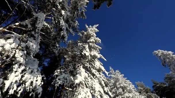 Ljusblå Himmel Och Träd Snön Vinterkylig Dag Kamerarörelse Cirkel — Stockvideo