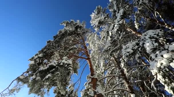 Jasne Błękitne Niebo Drzewa Śniegu Zimowy Mroźny Dzień Ruch Kamery — Wideo stockowe