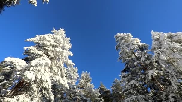 Ljusblå Himmel Och Träd Snön Vinterkylig Dag Kamerarörelse Cirkel — Stockvideo