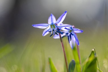 Kıştan sonraki ilk çiçekler. Baharda narin çiçekler. Çuha çiçekleri
