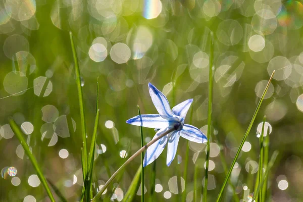 Die Ersten Blüten Nach Dem Winter Zarte Blüten Frühling Primeln — Stockfoto