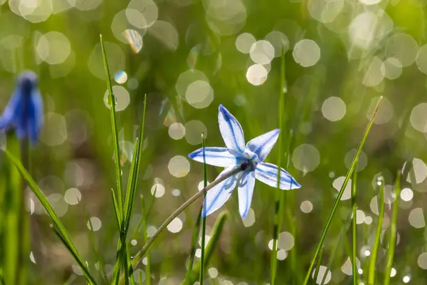 První Květiny Zimě Jemné Květiny Jaře Primrose — Stock fotografie