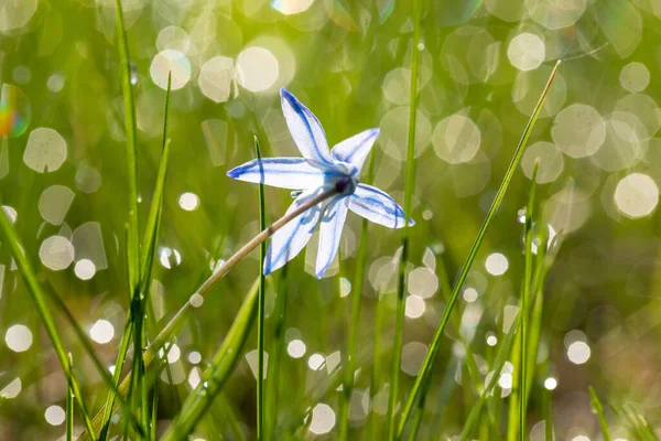 První Květiny Zimě Jemné Květiny Jaře Primrose — Stock fotografie