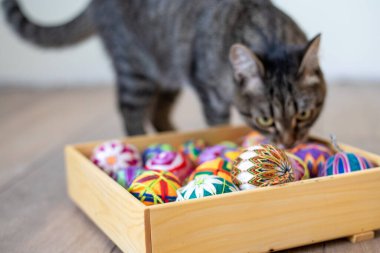 Evcil kedi renkli toplarla yerde oynuyor.