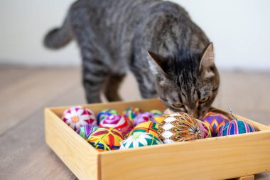 Evcil kedi renkli toplarla yerde oynuyor.