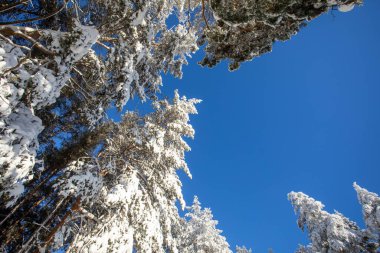 Güneşte karla kaplı ağaçlarla kaplı peri ormanı. Dondurucu bir gün. Toprağın güzelliğini keşfedin. Mavi gökyüzü. Mutlu yıllar.!