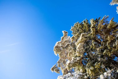 Güneşte karla kaplı ağaçlarla kaplı peri ormanı. Dondurucu bir gün. Toprağın güzelliğini keşfedin. Mavi gökyüzü. Mutlu yıllar.!