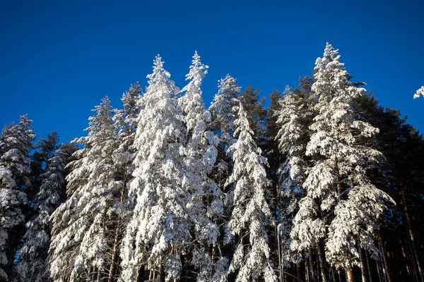 Fairy forest with snow-covered trees in the sun. Freezing day. Discover the beauty of the earth. Blue sky. Happy New Year!