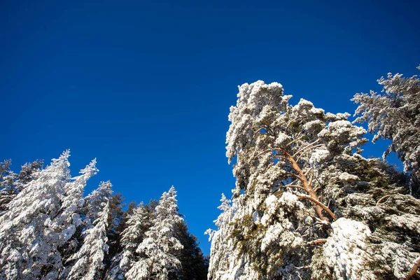 Fairy forest with snow-covered trees in the sun. Freezing day. Discover the beauty of the earth. Blue sky. Happy New Year!