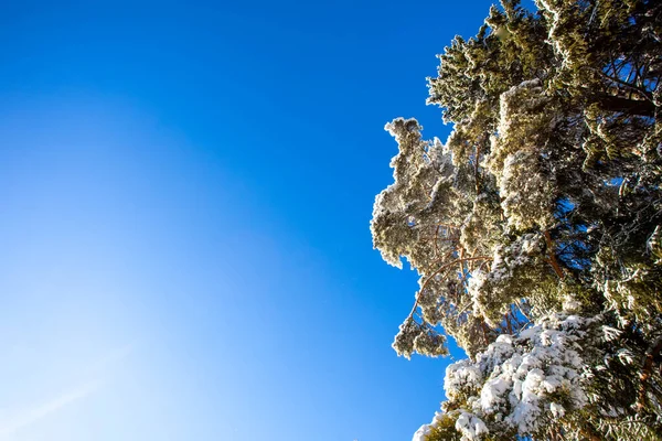 Fairy forest with snow-covered trees in the sun. Freezing day. Discover the beauty of the earth. Blue sky. Happy New Year!