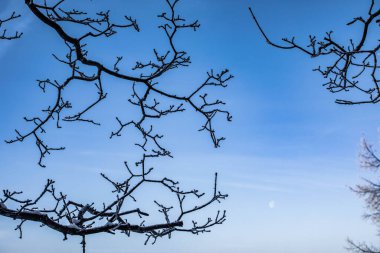 Kış Noel cennet manzarası. Ormandaki beyaz ağaçlar karla kaplı, açık havada güneşli bir günde mavi gökyüzüne doğru sürükleniyor ve kar yağışı var.