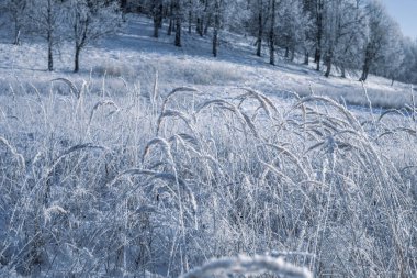 Kış Noel cennet manzarası. Ormandaki beyaz ağaçlar karla kaplı, açık havada güneşli bir günde mavi gökyüzüne doğru sürükleniyor ve kar yağışı var.